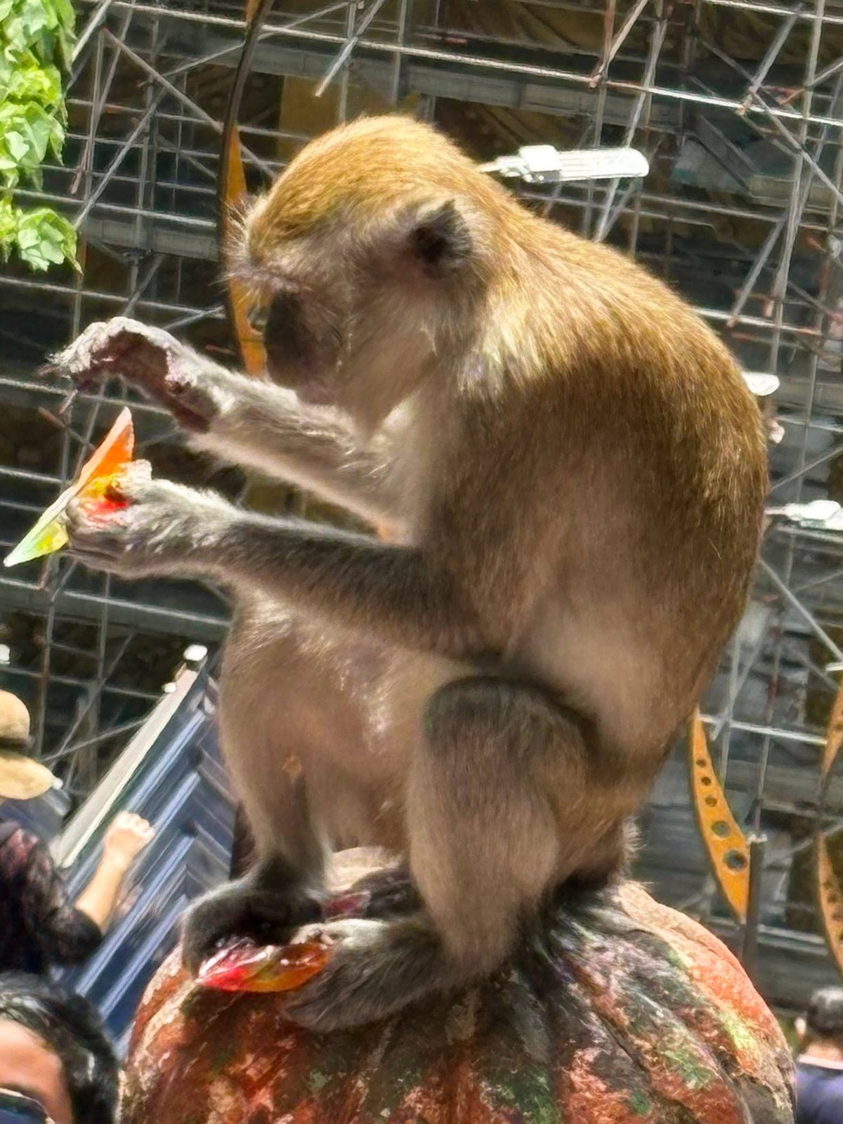 バトゥ洞窟の壺の上で飴を食べる野生の猿