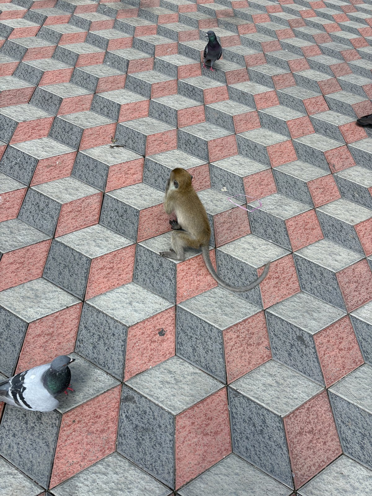 バトゥ洞窟前の立体的な錯視デザインのタイルの上にいる猿と鳩