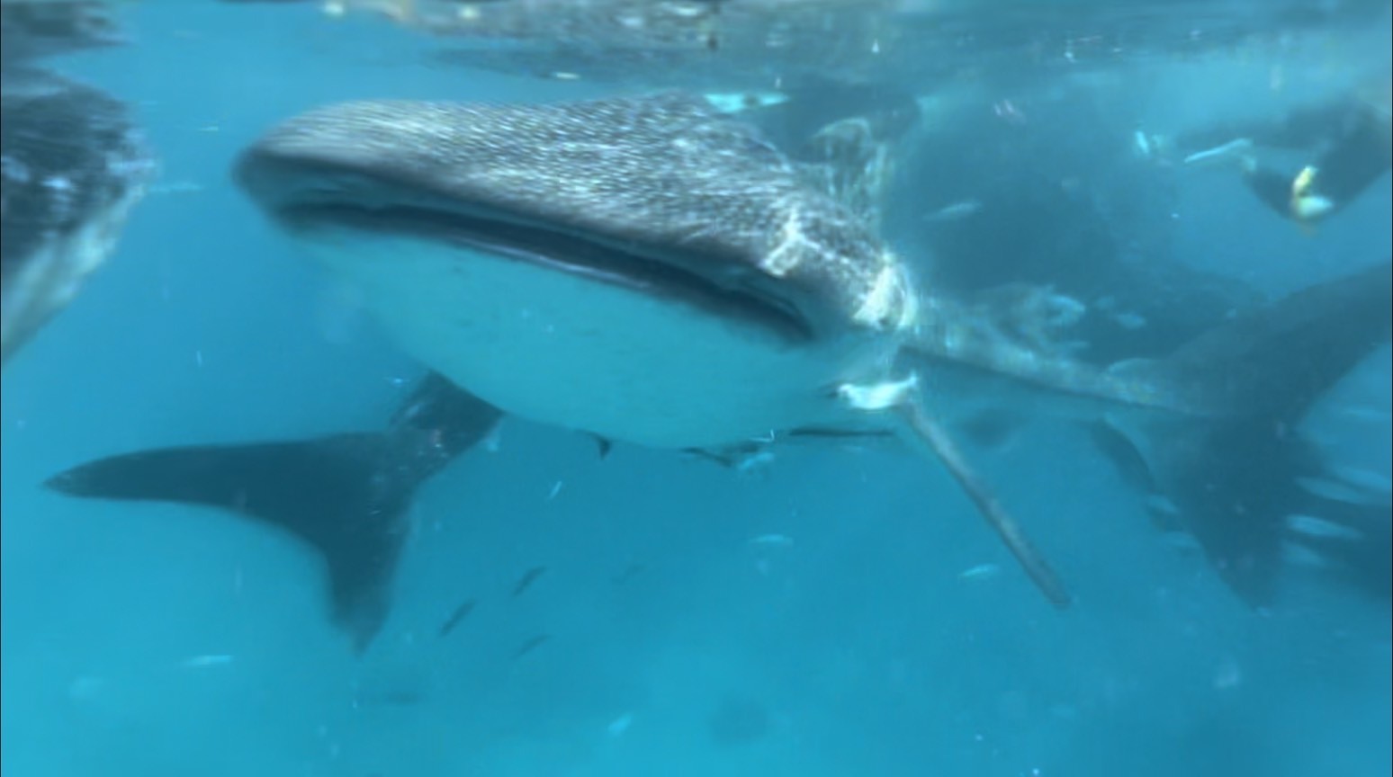 オスロブの海中でジンベエザメのすぐそばを泳ぐ様子
